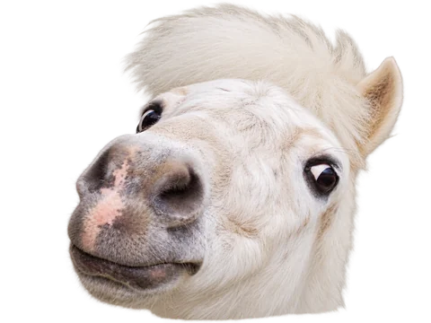 A cheeky white pony peeking into the coffee fund
